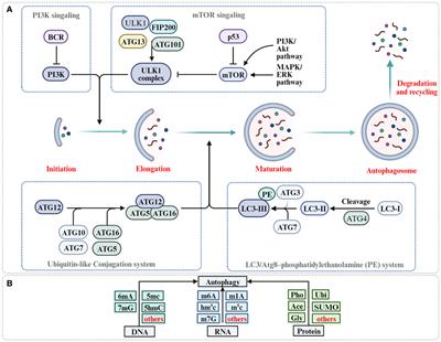 Epigenetic targeting of autophagy for cancer: DNA and RNA methylation